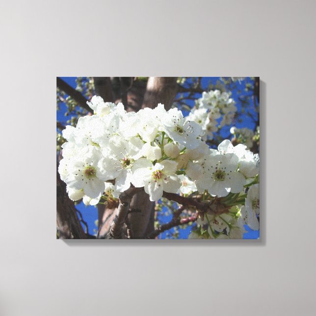 White Blossoms II Spring Flowering Tree Canvas Print (Front)