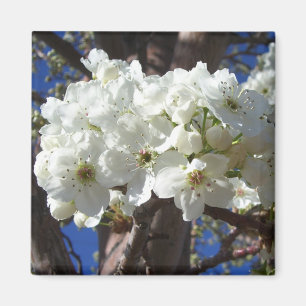 White Blossoms II Spring Flowering Tree Magnet