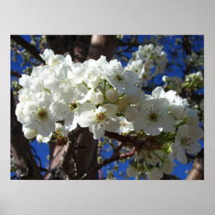 White Blossoms II Spring Flowering Tree Poster