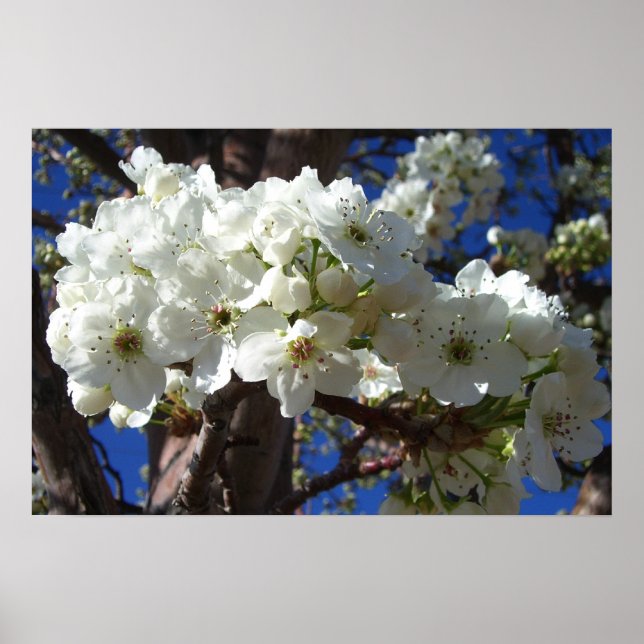 White Blossoms II Spring Flowering Tree Poster (Front)