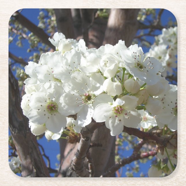 White Blossoms II Spring Flowering Tree Square Paper Coaster (Front)
