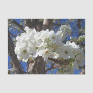 White Blossoms II Spring Flowering Tree Tissue Paper