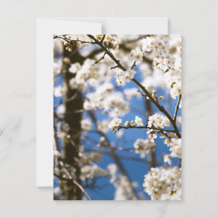 White Blossoms infront of a white sky Card