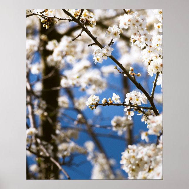 White Blossoms infront of a white sky Poster (Front)