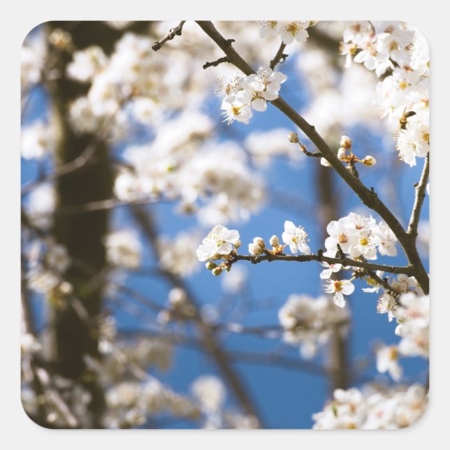 White Blossoms infront of a white sky Square Sticker (Front)