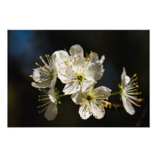white Blossoms Photo Enlargement Print