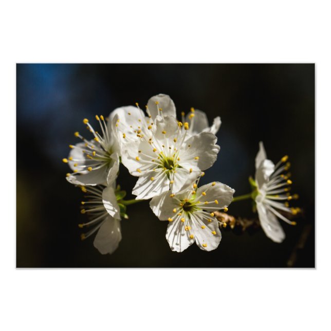 white Blossoms Photo Enlargement Print (Front)