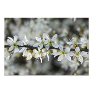 White Blossoms Photo Photo Print