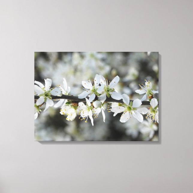 White Blossoms Photo Wrapperd Canvas (Front)