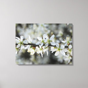 White Blossoms Photo Wrapperd Canvas Print