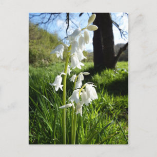White Bluebells Postcard