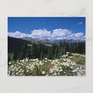 white Boreas Pass, Breckenridge flowers Postcard