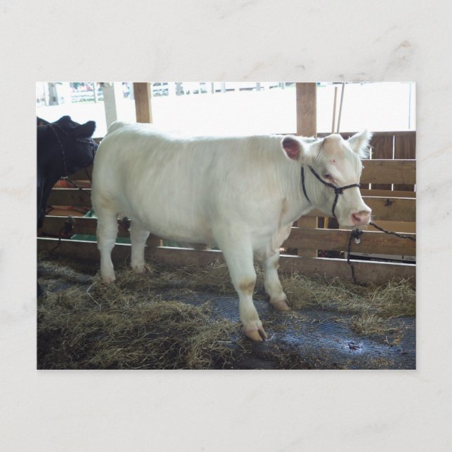 White Bovine Postcard (Front)