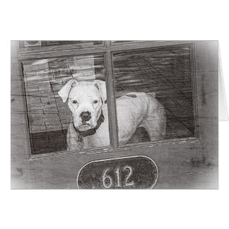 White Boxer Dog Behind Door, Black and White
