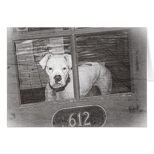 White Boxer Dog Behind Door, Black and White (Front Horizontal)