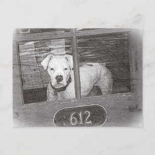 White Boxer Dog Behind Door, Black and White Postcard