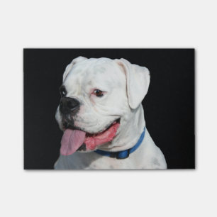 White Boxer dog Post-it Notes