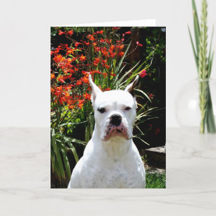 White boxer greeting card