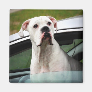 White Boxer in a Car Magnet