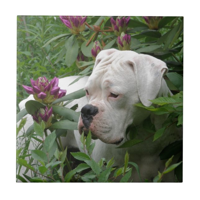 White Boxer in Pink Rhodies Tile (Front)