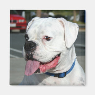 White Boxer magnet