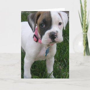White Boxer Puppy Card