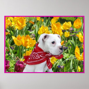 White boxer puppy in tulips poster