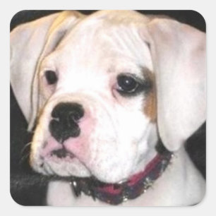 White Boxer puppy stickers
