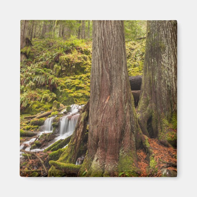 White Branch Falls, Oregon Cascades, Oregon Magnet (Front)