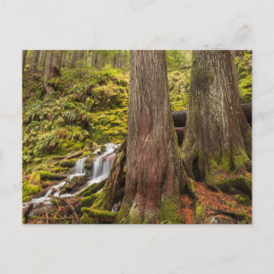 White Branch Falls, Oregon Cascades, Oregon Postcard
