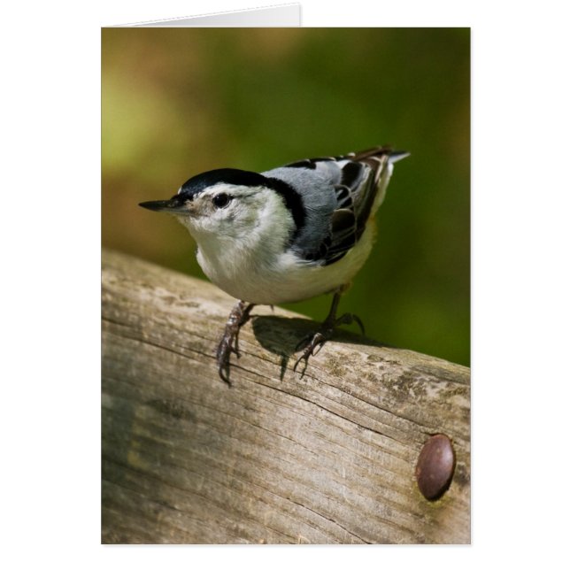 White-Breasted Nuthatch (Front)