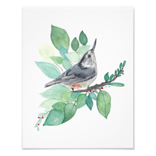 White Breasted Nuthatch Bird Photo Print