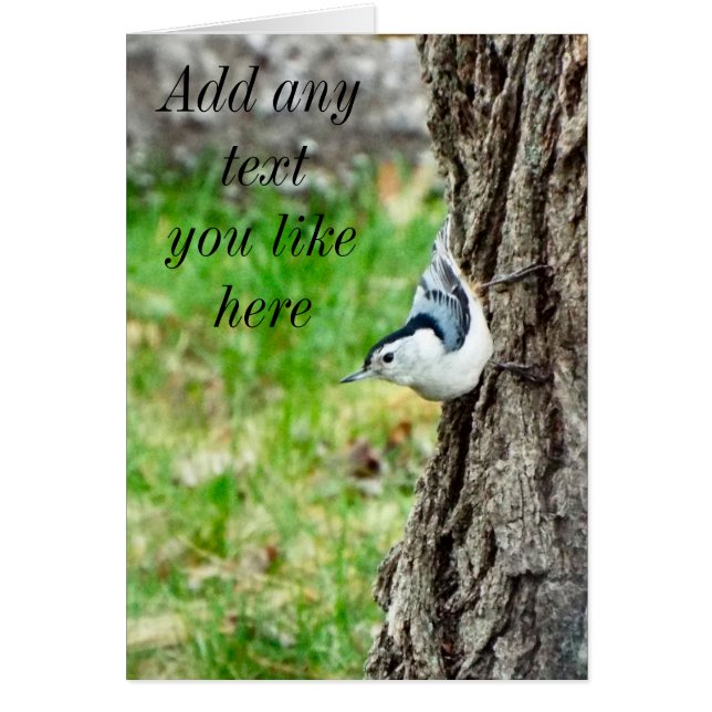 White Breasted Nuthatch Card (Front)