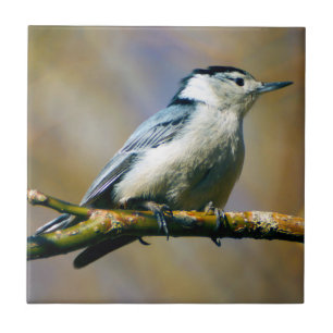 White-Breasted Nuthatch Ceramic Photo Tile