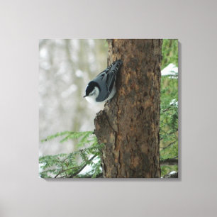 White Breasted Nuthatch (Forest) Canvas Print