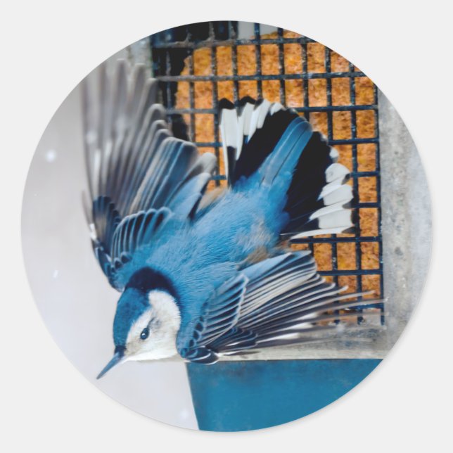 White-Breasted Nuthatch in Snow - Original Photo Classic Round Sticker (Front)