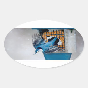 White-Breasted Nuthatch in Snow - Original Photo Oval Sticker
