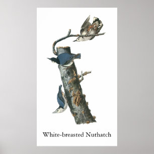 White-breasted Nuthatch, John Audubon Poster