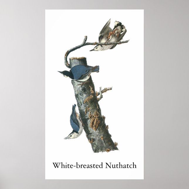 White-breasted Nuthatch, John Audubon Poster (Front)