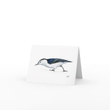 White breasted Nuthatch