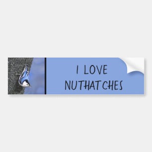 White-Breasted Nuthatch Painting Original Bird Art Bumper Sticker