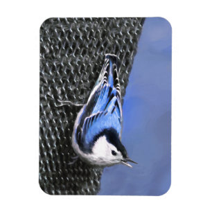 White-Breasted Nuthatch Painting Original Bird Art Magnet