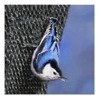 White-Breasted Nuthatch Painting Original Bird Art