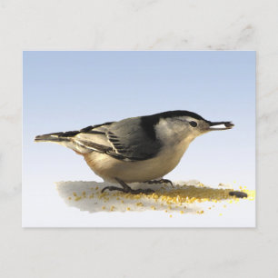 White-breasted Nuthatch Postcard