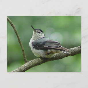 White Breasted Nuthatch Postcard 2