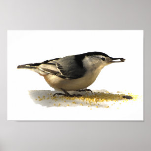White-breasted Nuthatch Poster