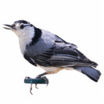 White-Breasted Nuthatch Standing Photo Sculpture<br><div class="desc">An image of a White-Breasted Nuthatch</div>