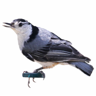 White-Breasted Nuthatch Standing Photo Sculpture
