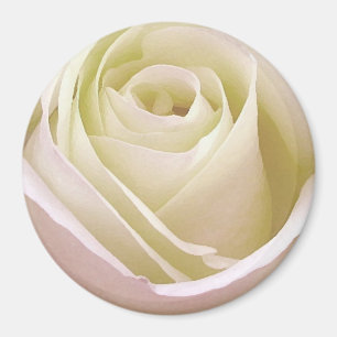 White Bridal Rose Magnet