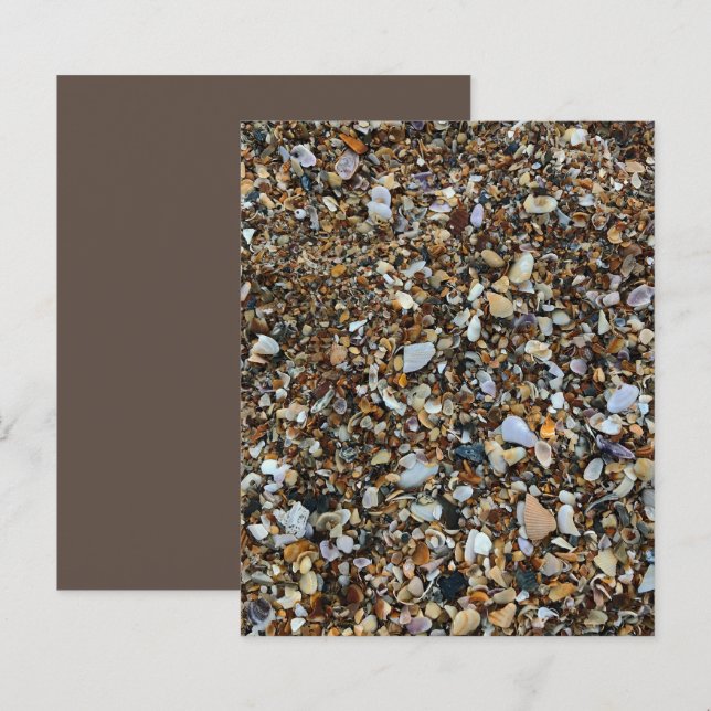 White Brown Coquina Sea Shell Beach ScrapbookPaper (Front/Back)